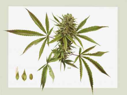 440x330 Tattoo Weed Pot Leaves Drawings, Pot Plant Drawing