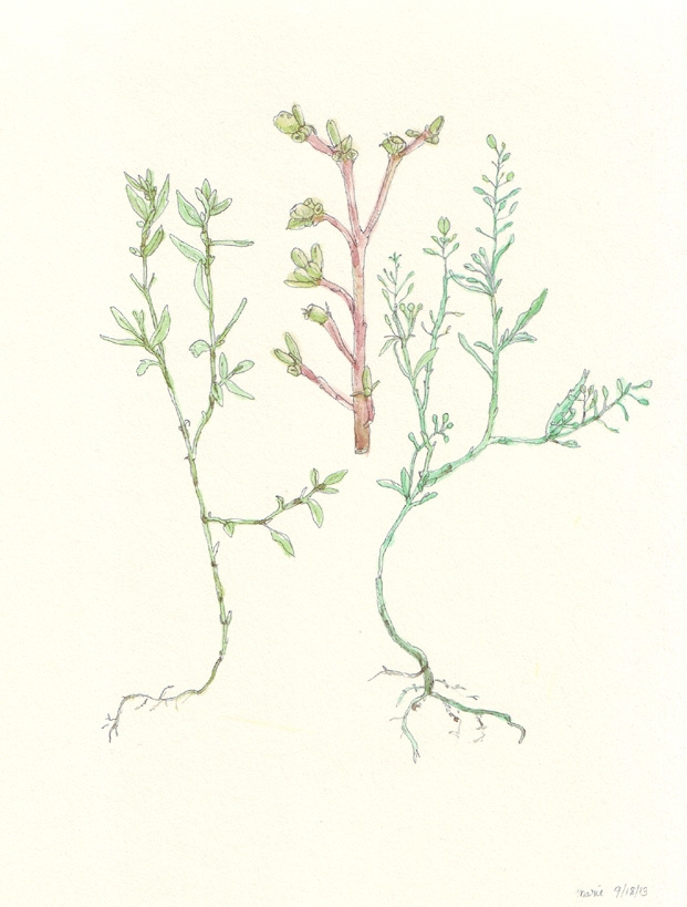 621x819 The World's Best Photos Of Sketch And Weeds