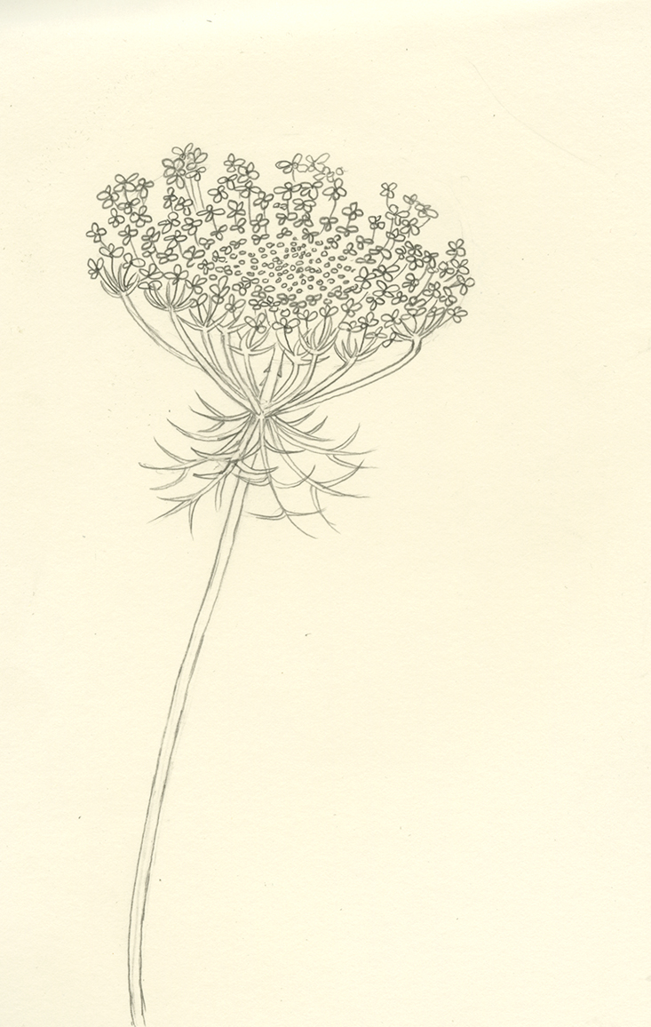 733x1156 Weed Drawings Hartz