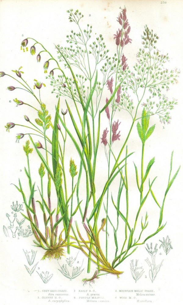 600x998 Wild Grasses, Beautiful Weeds. Botanical