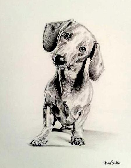 449x572 Drawing Sausage Dogs