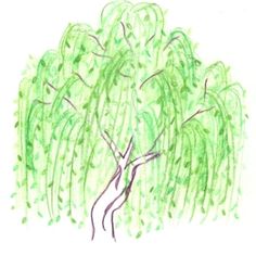 236x235 Simple Weeping Willow Tattoos I Lt3!!! ) Willow