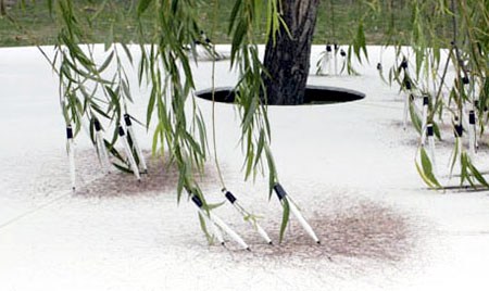 450x268 Tim Knowlesweeping Willow Tree Drawings