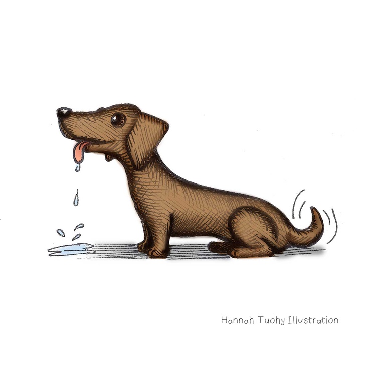 736x736 370 Best Dachshunds And Doggies Images On Dachshund