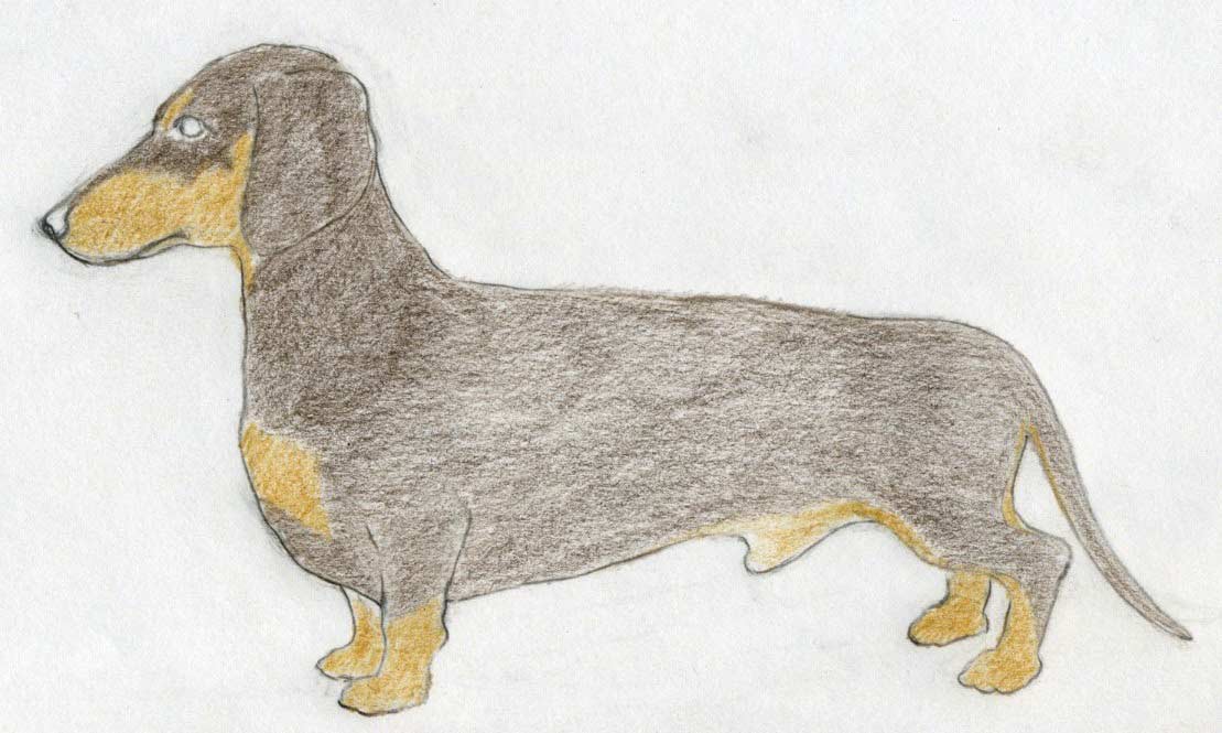 1109x665 To Draw Dog