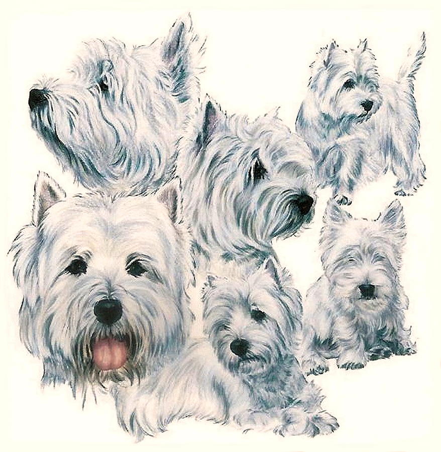 878x900 West Highland White Terrier Drawing By Barbara Keith