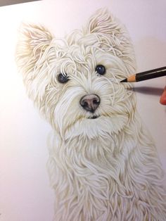 236x314 Westie' West Highland White Terrier Pet Portrait Graphite Pencil