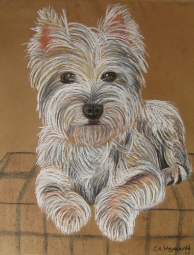 380x500 Westie Drawing