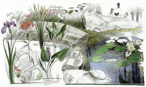 502x300 435361. A Drawing Of The Wildflowers Of An American Eastern