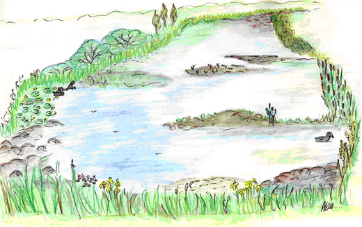 Wetland Drawing at GetDrawings | Free download