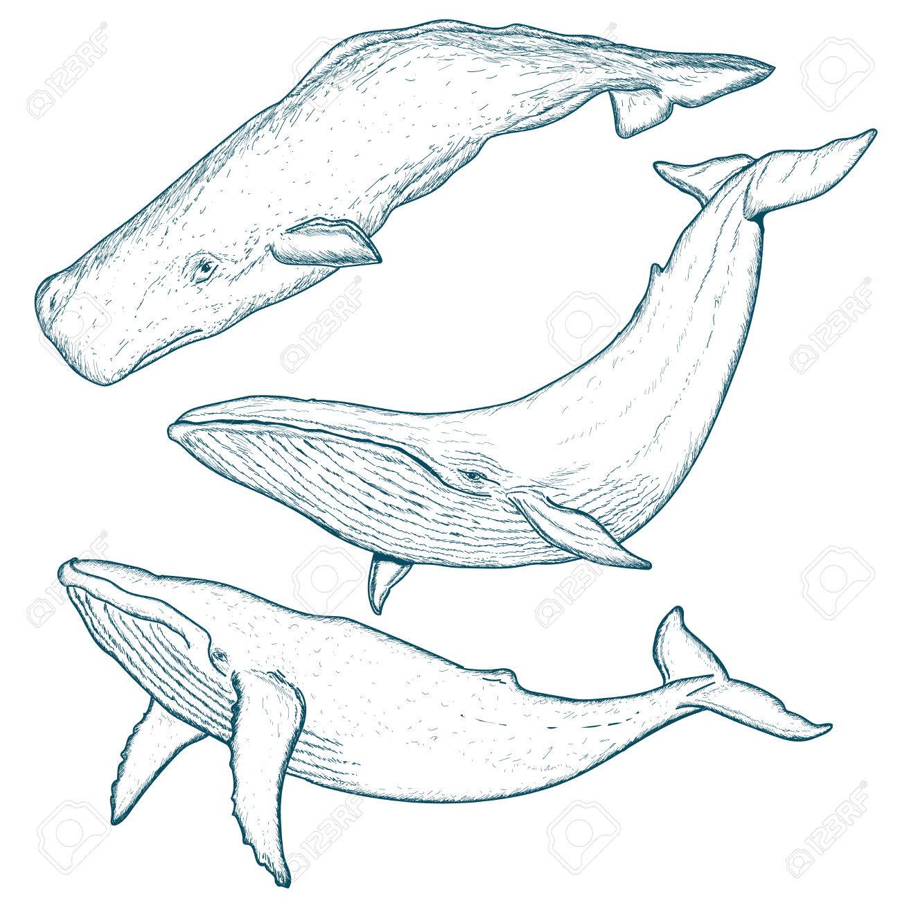1299x1300 Whales Set Humpback Whale Blue Whale Sperm Whale Hand Drawn Vector
