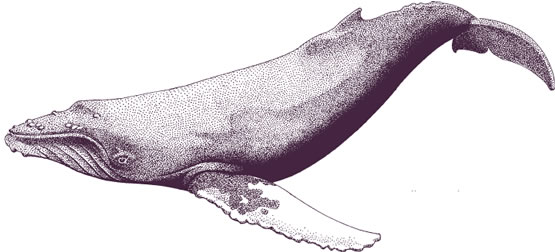 555x252 Whale Drawings Humpback Whale Drawing Whales Amp Dolphinampsharks