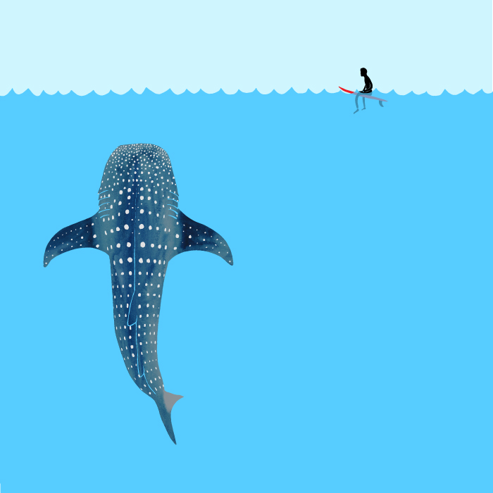 700x700 Whale Shark Drawing Jonas Claesson