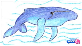 350x198 How To Draw Humpbacked Whale
