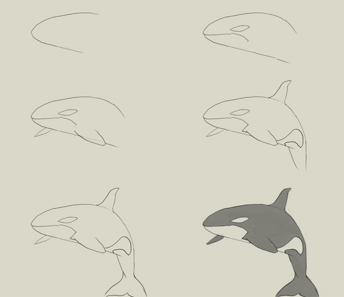700x605 How To Draw Killer Whale