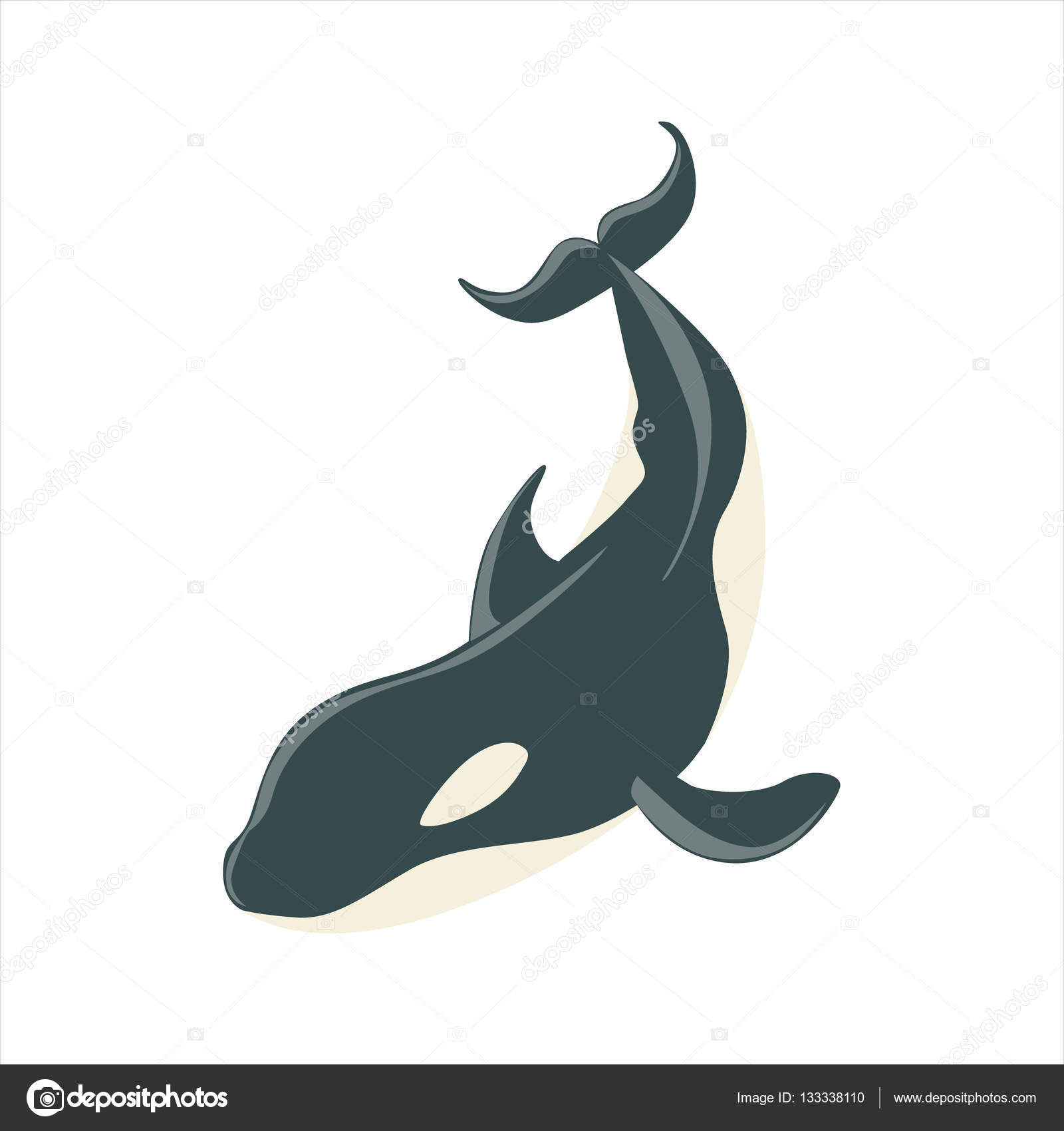 1600x1700 Orca Black And White Arctic Killer Whale, Realistic Aquatic Mammal