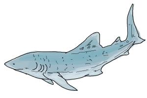 300x200 How To Draw A Whale Shark