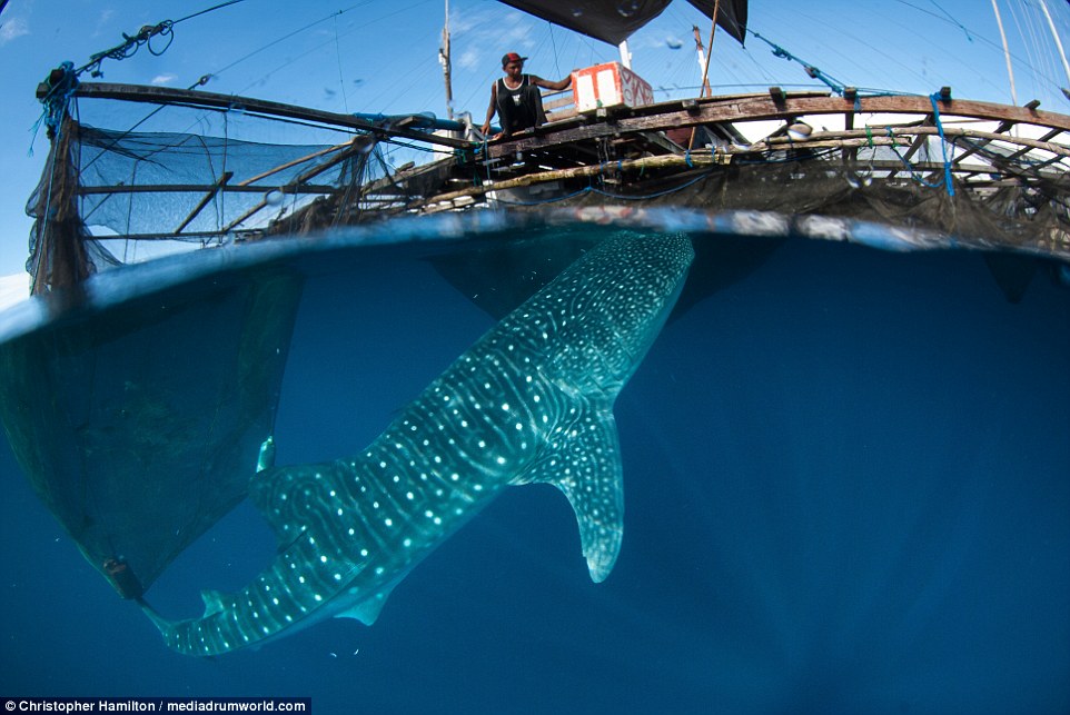 962x643 Incredible Photos Show Gentle Whale Sharks Swimming Alongside