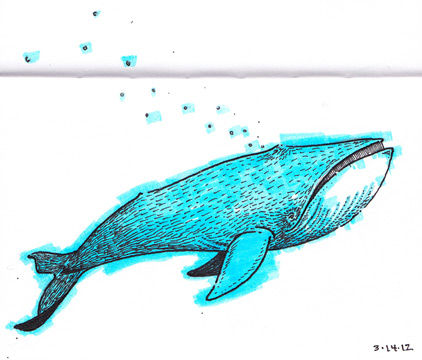 422x360 Blue Whale Drawing Jason Pearlman