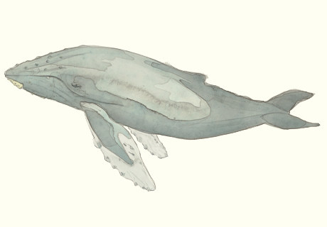 460x320 Elsewhere I'D Forgotten How Much I Loved Drawing Whales.