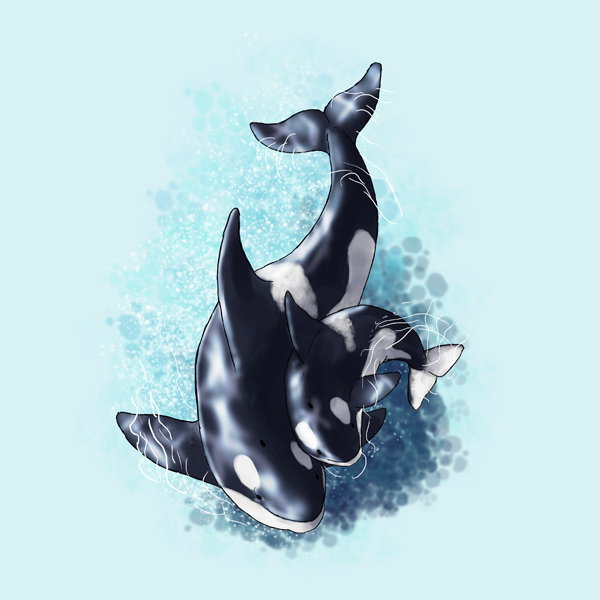 600x600 How To Draw Animals Dolphins, Whales, And Porpoises
