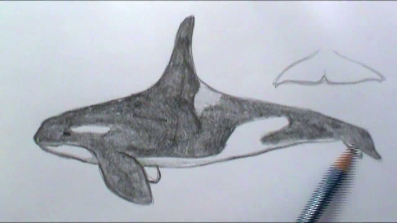 1280x720 How To Draw A Basic Orca Whale