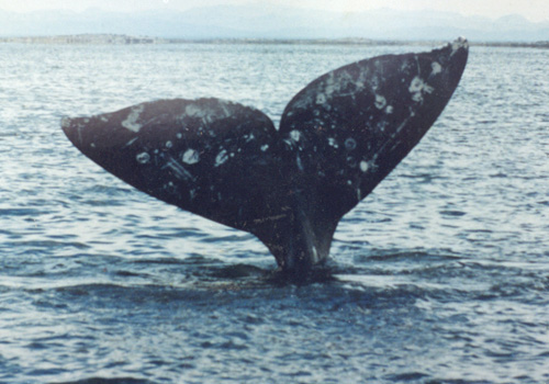 500x350 Journey North Gray Whales