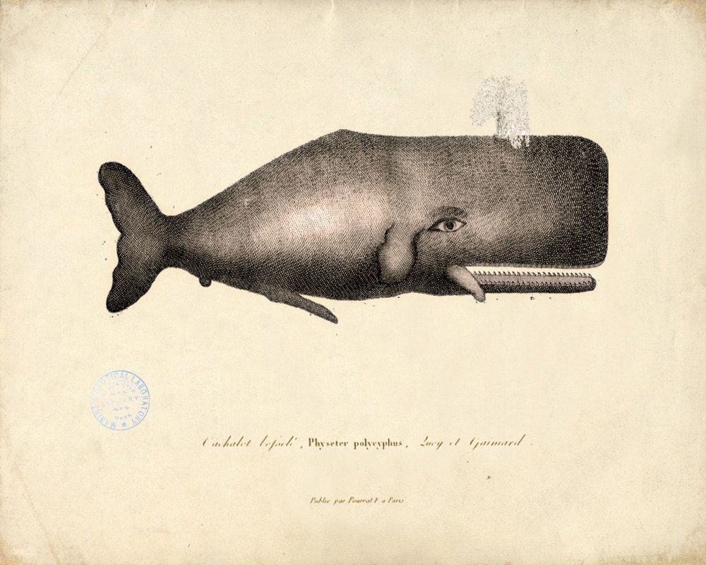 1000x800 Beautiful Illustration Whales Illustrators, Whale