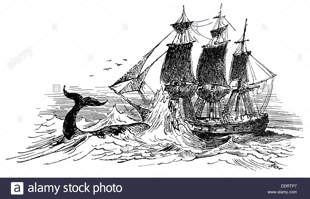 1300x838 Fishing Whaling Whale Attacking Whaling Ship Drawing