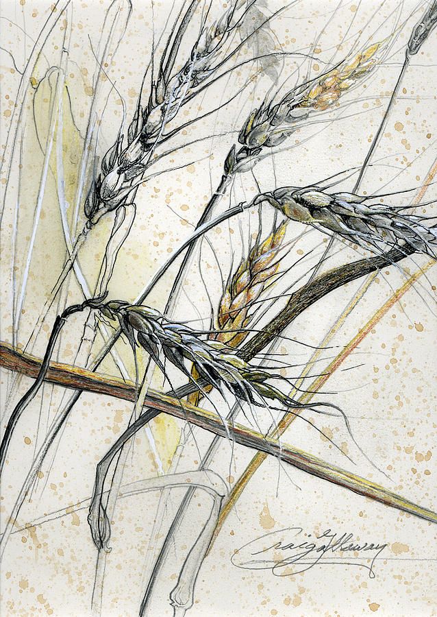 638x900 Unless A Grain Of Wheat Fall Drawing Botanical