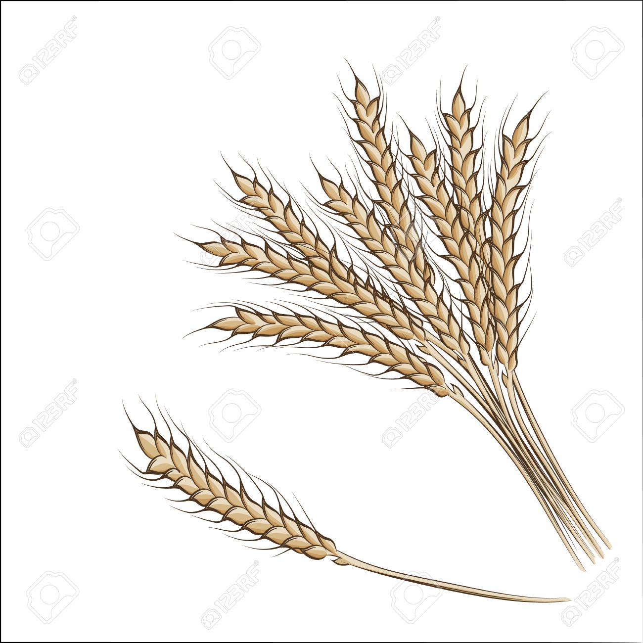 1300x1300 Vector Illustration Of Colored Hand Drawing Wheat Ears Isolated