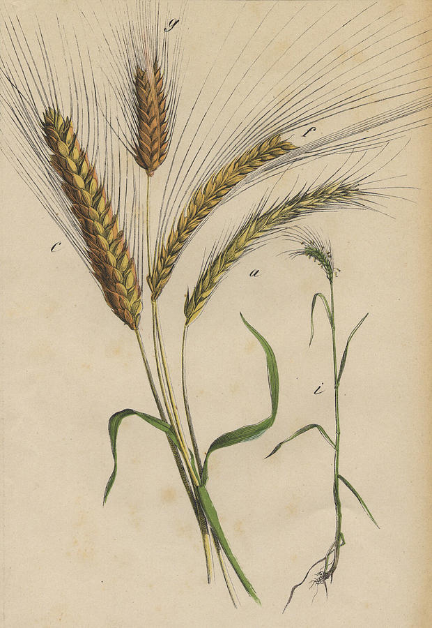 620x900 Wheat Drawing By German Botanical Artist