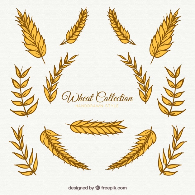 626x626 Wheat Collection In Hand Drawn Style Vector Free Download