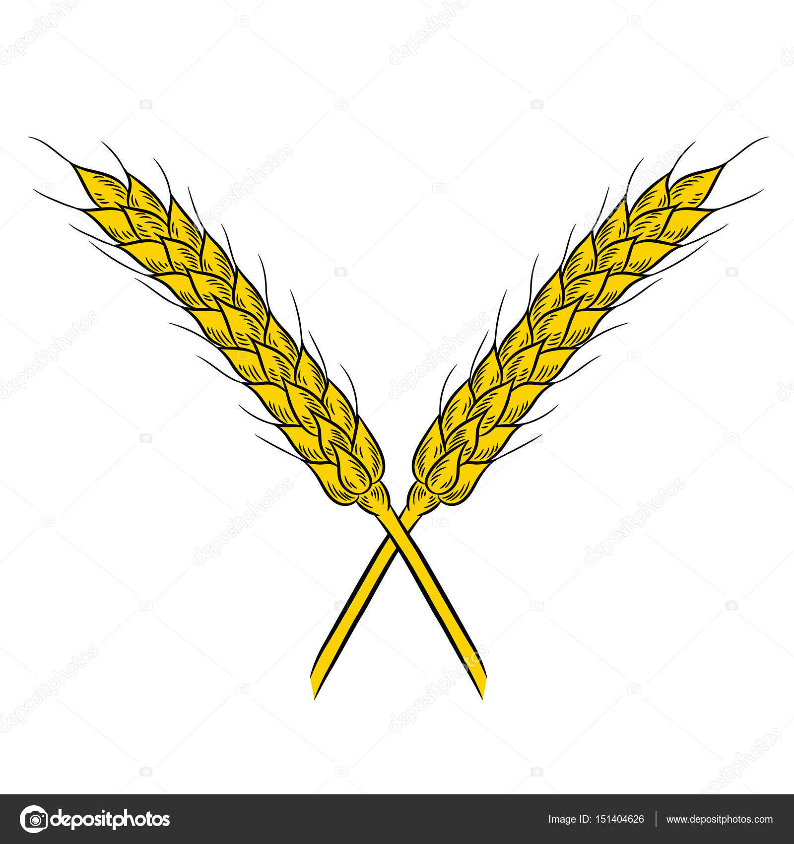 1600x1700 Wheat Drawing. Isolated On White Background. Stock Vector