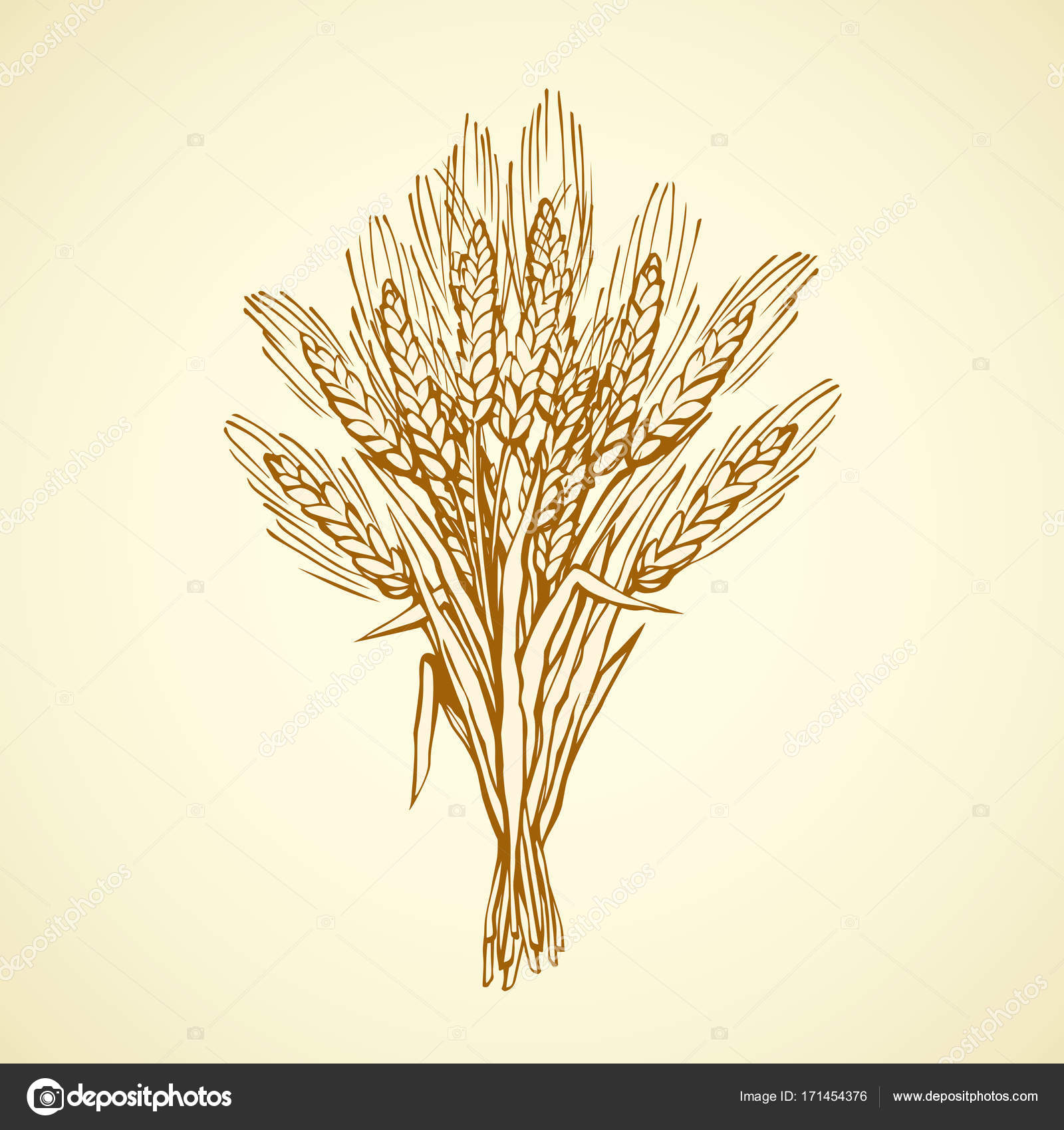1600x1700 Seven Spikelets Of Wheat. Vector Drawing Stock Vector Marinka