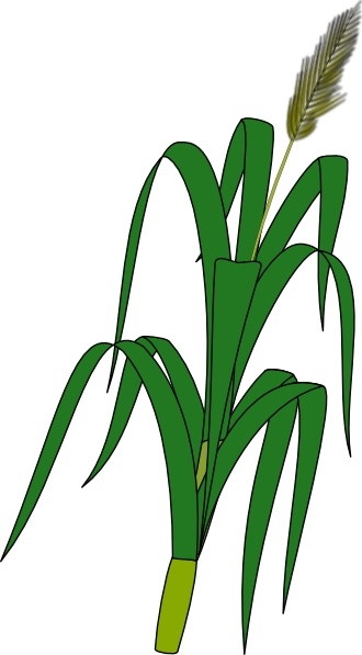 330x597 Wheat Plant Food Clip Art Free Vector In Open Office Drawing Svg
