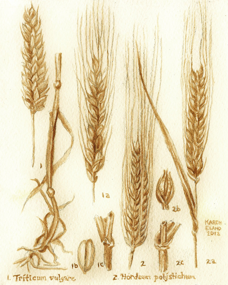 800x1000 Beer Art Barley And Wheat Botanical Drawing Painted Using