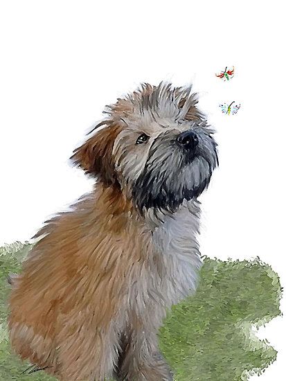 413x550 222 Best Wheaten Love Images On Terrier, Terriers