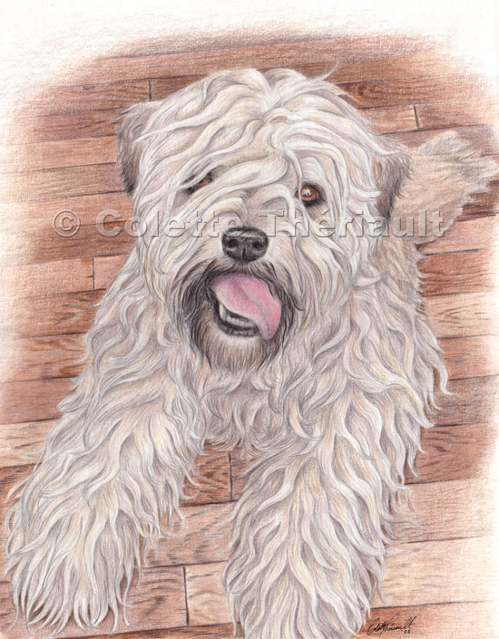 550x705 Soft Coated Wheaten Terrier Colored Pencil Drawing Pet Portraits