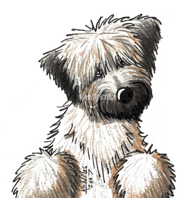 641x650 Stunning Soft Coated Wheaten Terrier Drawings And Illustrations
