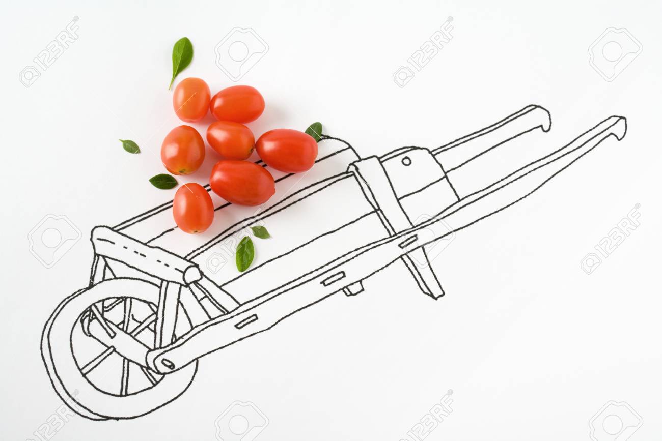 1300x867 Real Cherry Tomatoes On Drawing Of Wheelbarrow Stock Photo