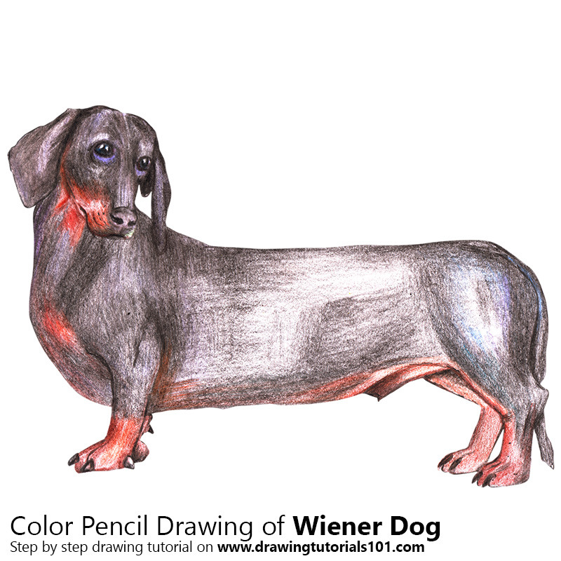 800x800 Wiener Dog With Color Pencils [Time Lapse] Drawing Tutorials