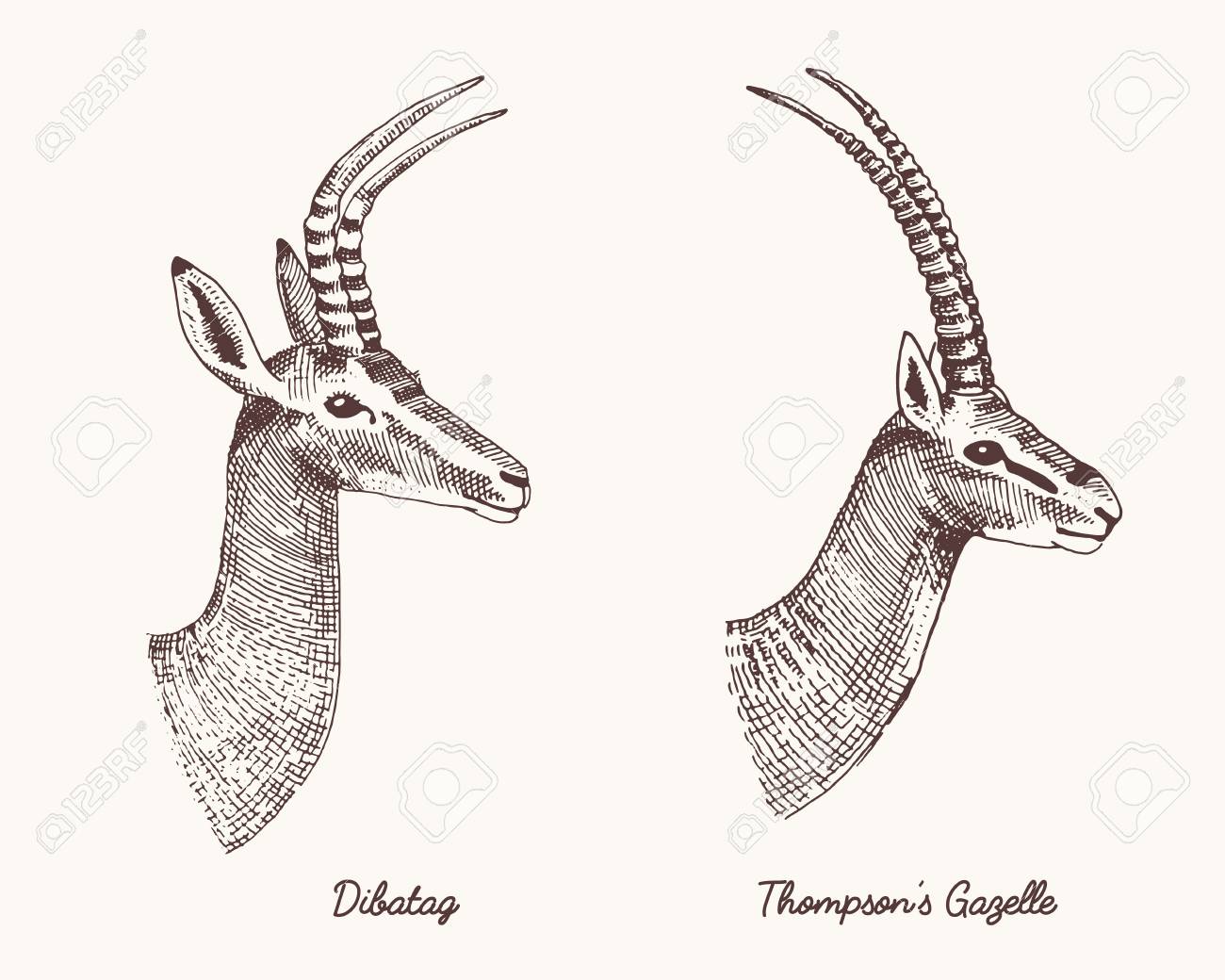 1300x1040 Antelopes Dibatag And Thompsons Gazelle Vector Hand Drawn