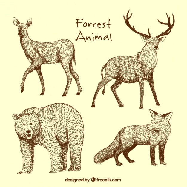 626x626 Hand Drawn Set Of Wild Animals Vector Free Download