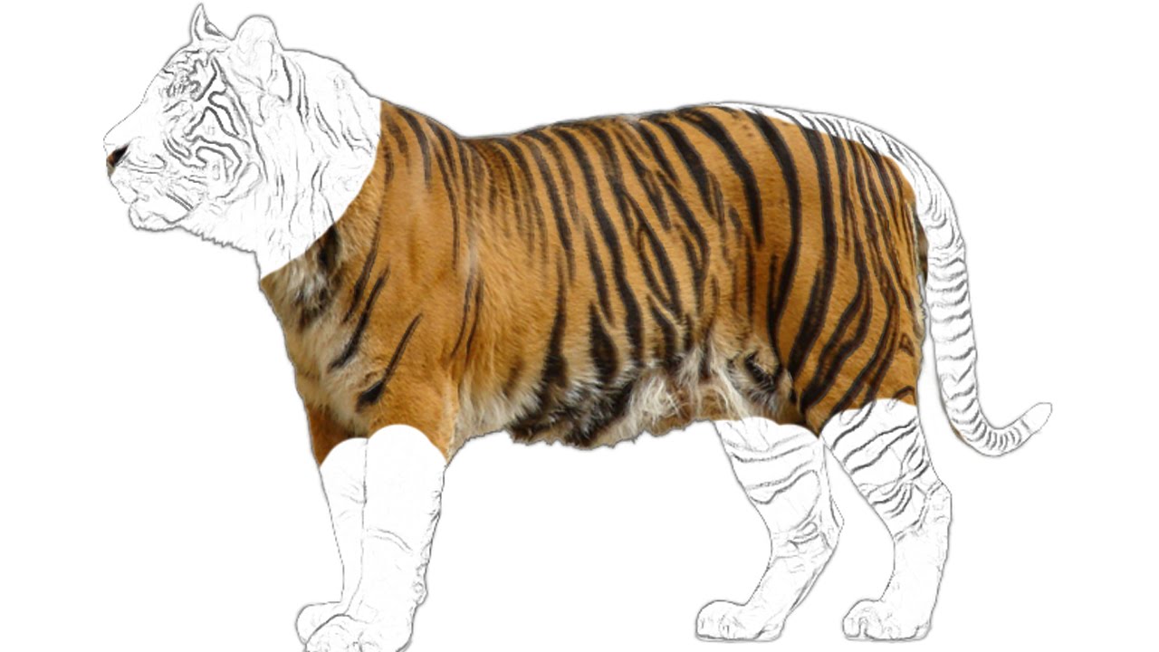 1280x720 Tiger Sketch