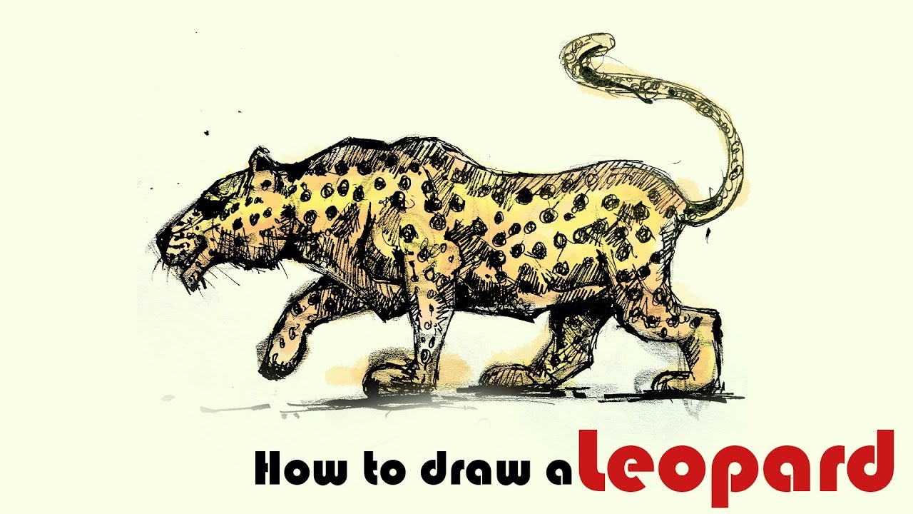 1280x720 Wild Animal Drawing How To Draw A Leopard Leopard Rapid Sketch