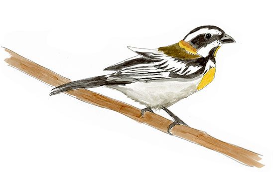 550x345 Western Spindalis In The Bahamas. A Nature Sketch. Copic Markers