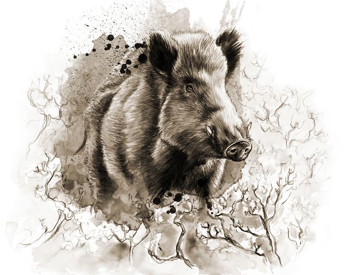 Animal Wild Hog Drawing Sketch with simple drawing