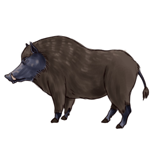 500x500 How To Draw A Boar 6 Steps (With Pictures)