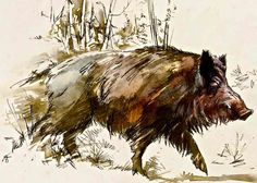 236x168 Pro Wild Boar Drawing Watercolors